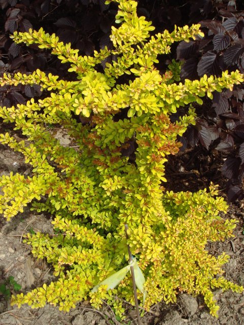 Berberis thunbergii 'Aurea'